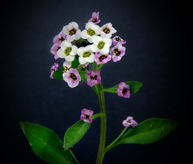 lobulária prímorská  Lobularia maritima  (L.) Desv