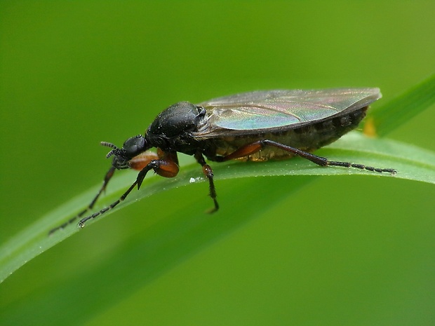 mušica ♀ Bibio pomonae (Fabricius, 1775)