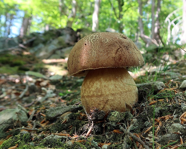 hríb sosnový Boletus pinophilus Pil. et Dermek in Pil.