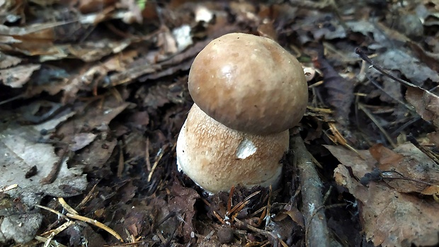 hríb dubový Boletus reticulatus Schaeff.