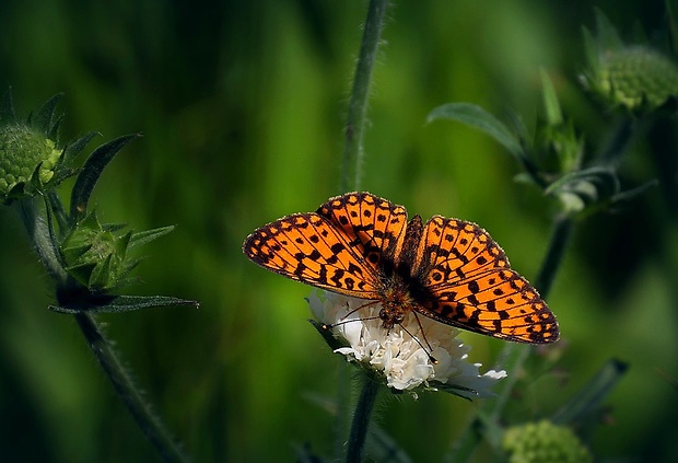 perlovec dvanásťškvrnný (sk) / perleťovec dvanáctitečný (cz) Boloria selene (Denis & Schiffermüller, 1775)