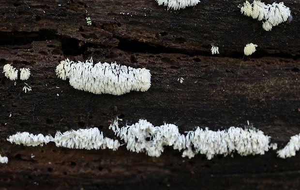 rohačka kríčkovitá, nerozvetvená varieta Ceratiomyxa fruticulosa var. descendens Emoto (1933)