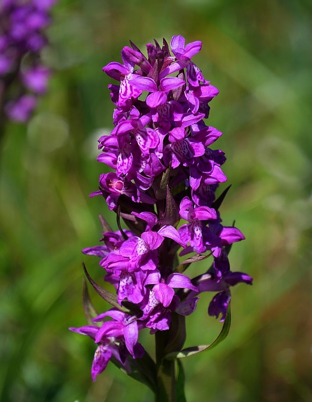 vstavačovec májový pravý Dactylorhiza majalis subsp. majalis (Reincherb.) Hunt & Summerh.