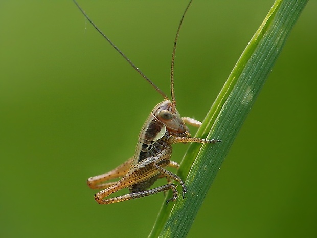 kobylka hyzavá Decticus verrucivorus Linnaeus, 1758