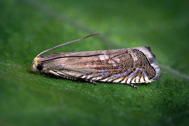 plodokaz poľný (sk) / obaleč (cz) Grapholita caecana (Schläger, 1847)