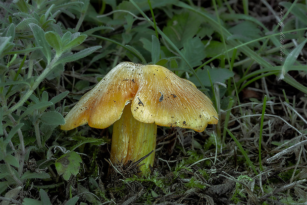 lúčnica citrónovožltá Hygrocybe chlorophana (Fr.) Wünsche