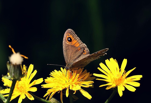 očkáň jačmienkový (sk) / okáč ječmínkový (cz) Lasiommata maera (Linnaeus, 1758)