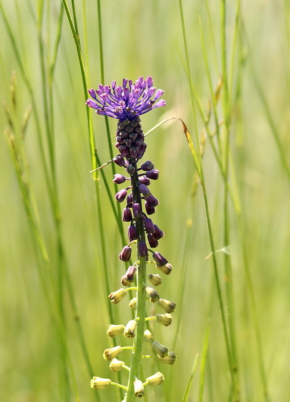 leopoldia chochlatá Leopoldia comosa (L.) Parl.