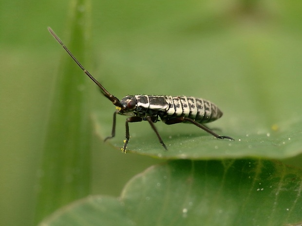 bzdôška hnedožltá  Leptopterna dolabrata (Linnaeus, 1758)