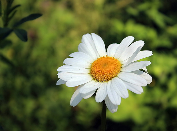 margaréta biela Leucanthemum vulgare Lam.