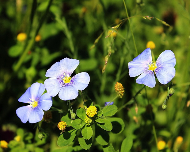 ľan rakúsky Linum austriacum L.