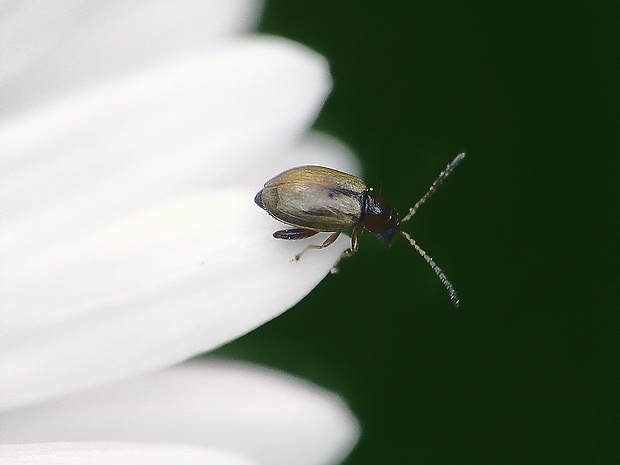 skočka Longitarsus melanocephalus