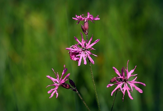 kukučka lúčna Lychnis flos-cuculi L.