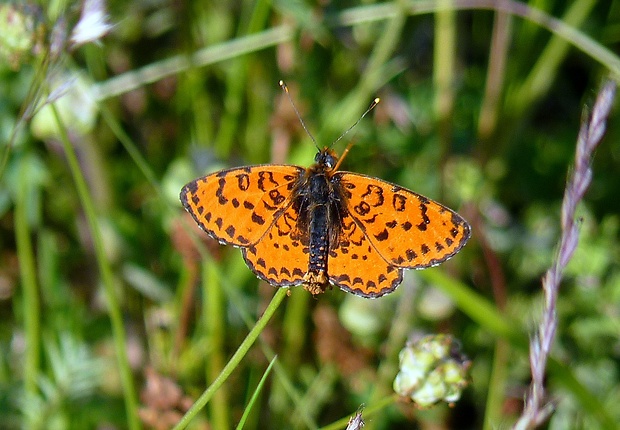 hnedáčik pyštekový Melitaea didyma