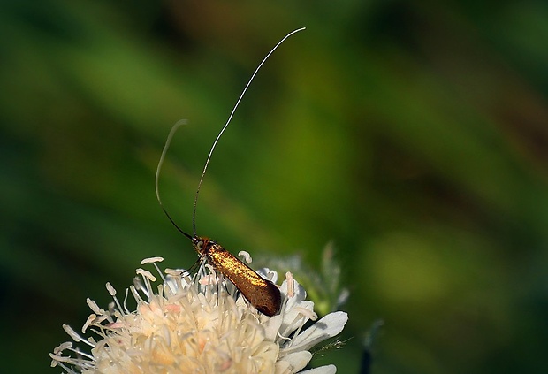 adéla chrastavcová (sk) / adéla chrastavcová (cz) Nemophora metallica (Poda, 1761)