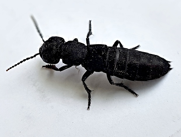 drobčík čierny Ocypus tenebricosus Gravenhorst, 1846