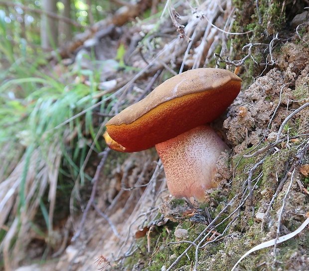 hríb zrnitohlúbikový Sutorius luridiformis (Rostk.) G. Wu & Zhu L. Yang