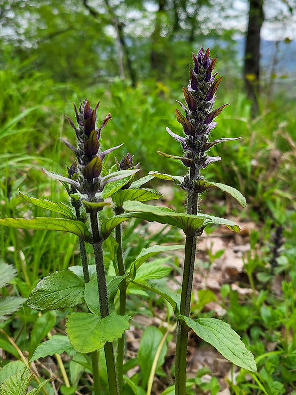 zbehovec ženevský Ajuga genevensis L.