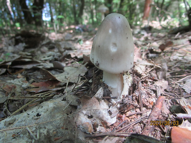 muchotrávka pošvatá Amanita vaginata (Bull.) Lam.