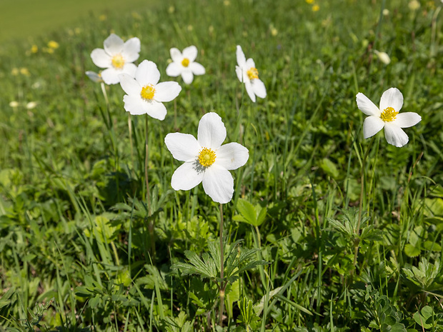 veternica lesná Anemone sylvestris L.