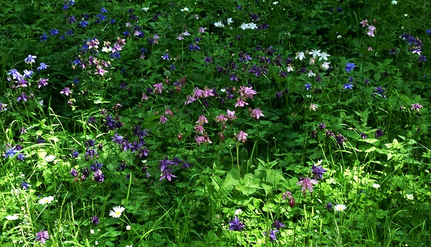 orlíček obyčajný Aquilegia vulgaris L.