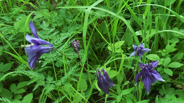 orlíček obyčajný Aquilegia vulgaris L.