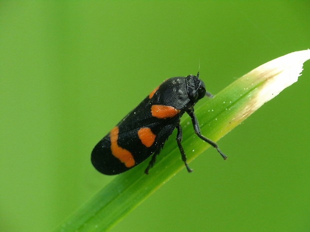 peniarka nížinná Cercopis sanguinolenta