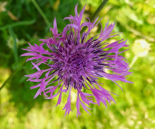 nevädzník hlaváčovitý Colymbada scabiosa (L.) Holub