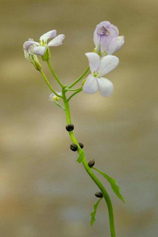 zubačka cibuľkonosná Dentaria bulbifera L.