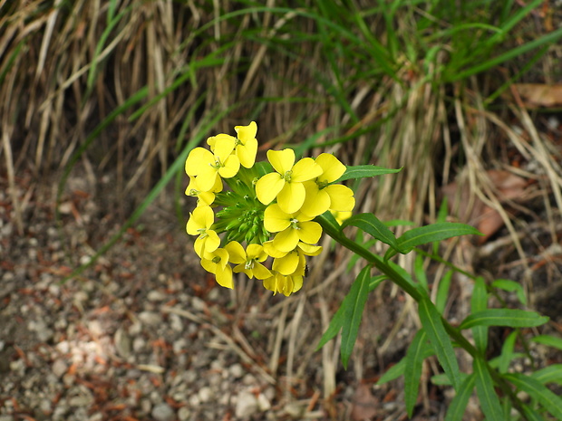 horčičník voňavý Erysimum odoratum P. Gaertn., B. Mey. et Scherb.