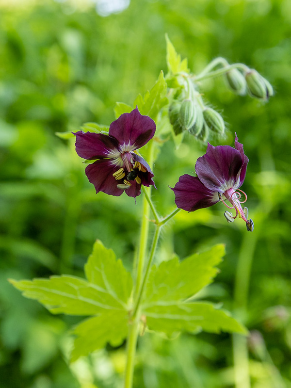 pakost hnedočervený Geranium phaeum L.