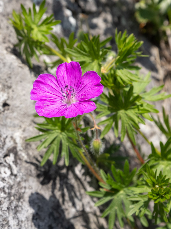 pakost krvavý Geranium sanguineum L.