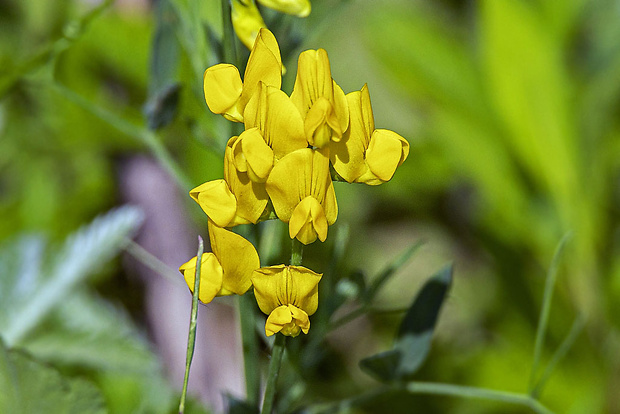 hrachor lúčny Lathyrus pratensis L.