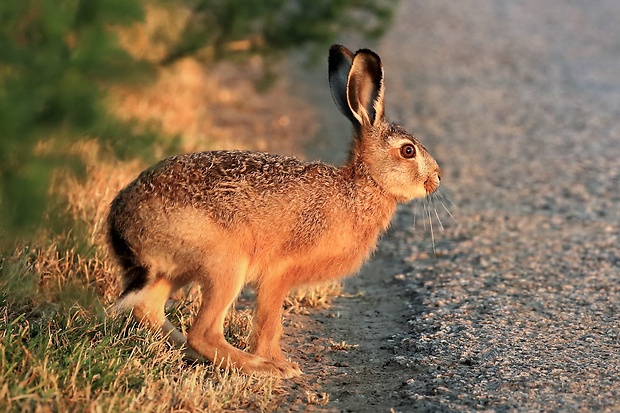 zajac poľný Lepus europaeus