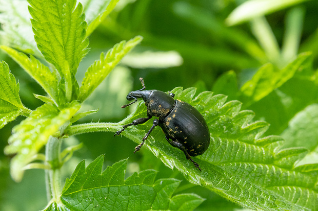 Tvrdoň deväťsilový Liparus glabrirostris Kuster, 1849