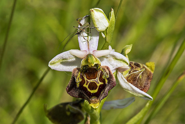 hmyzovník holubyho Ophrys cf. holubyana András.