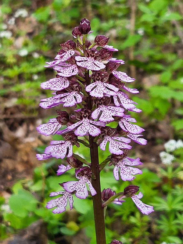 vstavač purpurový Orchis purpurea Huds.