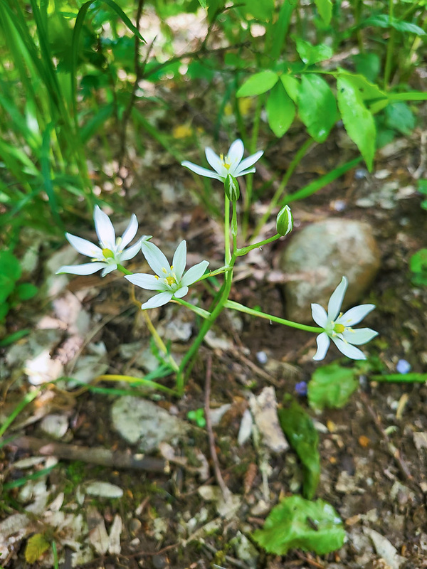 bledavka okolíkatá Ornithogalum umbellatum L