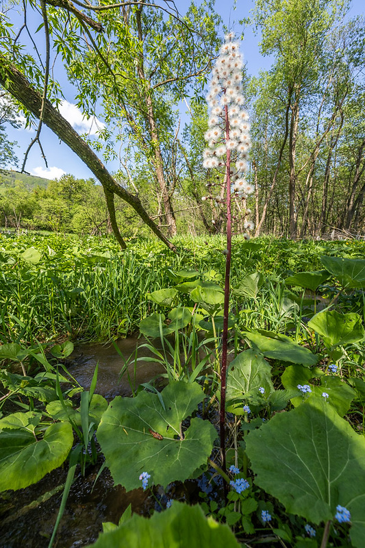 deväťsil biely Petasites albus (L.) P. Gaertn.