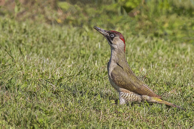 žlna zelená, samica Picus viridis