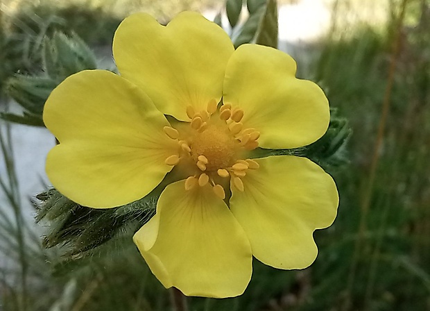 nátržník priamy Potentilla recta L.