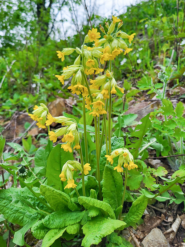 prvosienka jarná Primula veris L.