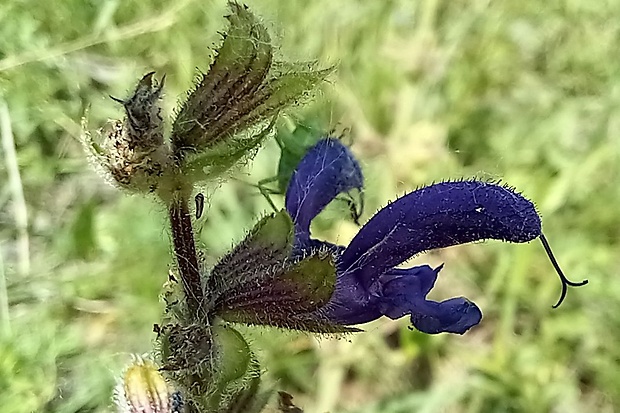 šalvia lúčna Salvia pratensis L.