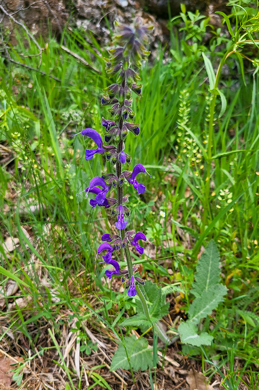 šalvia lúčna Salvia pratensis L.