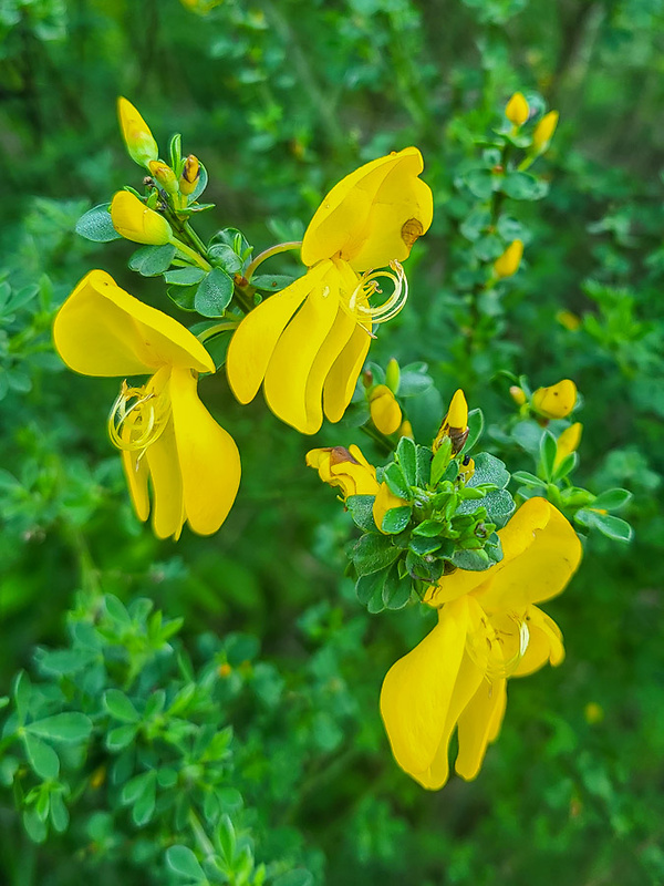 prútnatec metlovitý Sarothamnus scoparius (L.) Wimm. ex W. D. J. Koch