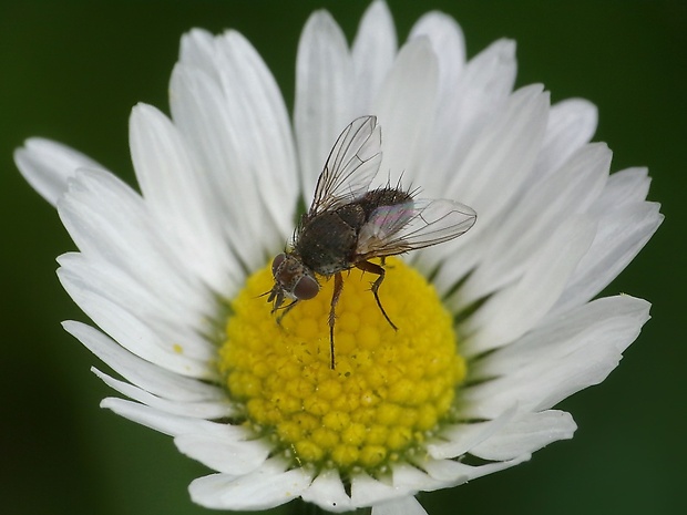 bystruša Siphona geniculata (De Geer, 1776)