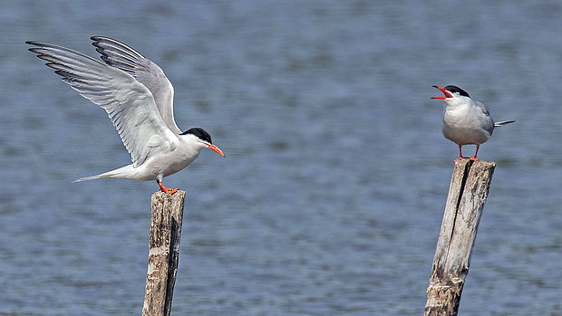 rybár riečny  Sterna hirundo