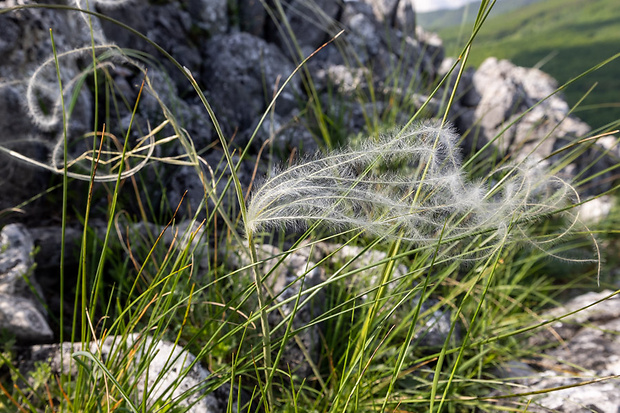 kavyľ Stipa sp.