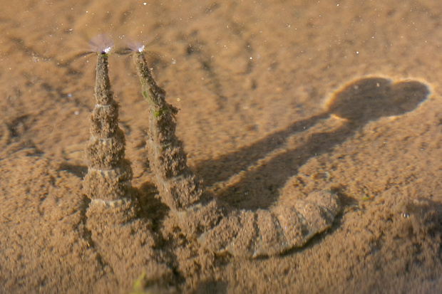 Bránivka, larvy Stratiomys longicornis (Scopoli, 1763)