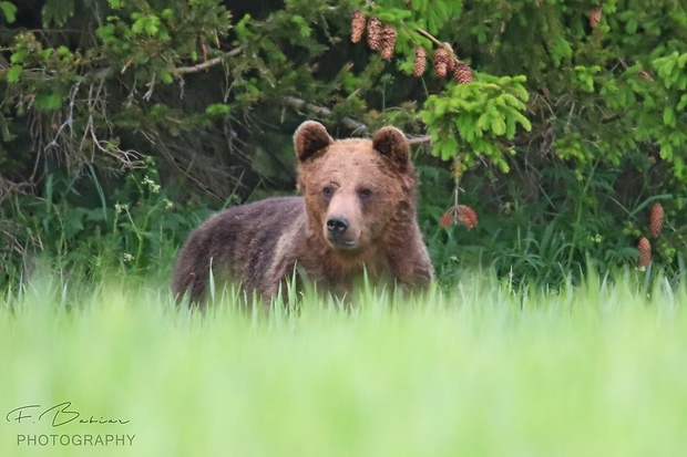 medveď hnedý  Ursus arctos